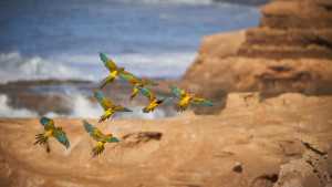 La colonia de loros de El Cóndor está en peligro: piden la urgente creación de una Reserva Natural