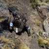Imagen de Hallaron muerto envenenado a Yastay, el cóndor andino liberado en la Patagonia en el 2022