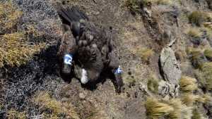Hallaron muerto envenenado a Yastay, el cóndor andino liberado en la Patagonia en el 2022