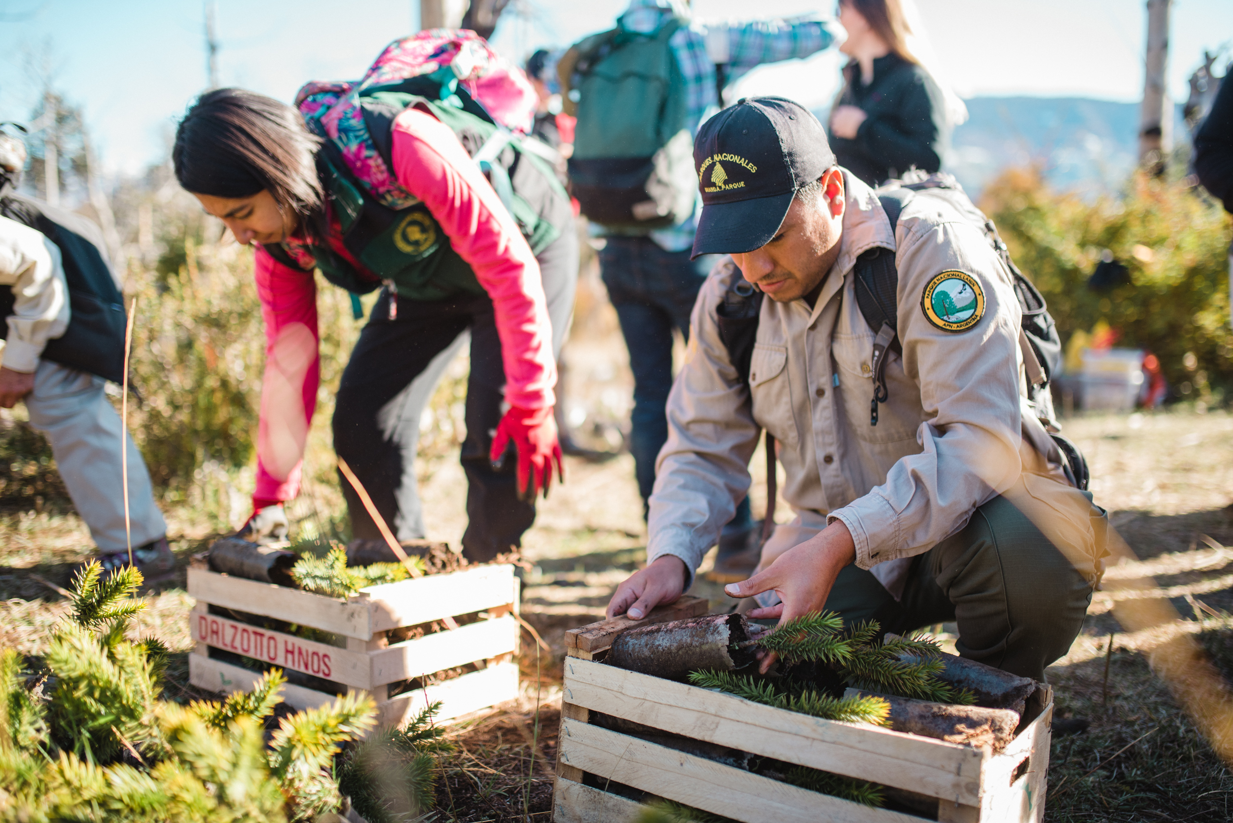 En el Parque Nacional Lanín, en la provincia de Neuquén, se lleva a cabo un proyecto para la conservación de la planta araucaria o pehuén. Foto: Parque Nacional Lanín