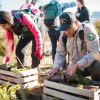 Imagen de Cómo salvan al bosque del pehuén milenario con una iniciativa que incluye a científicos y pobladores mapuches