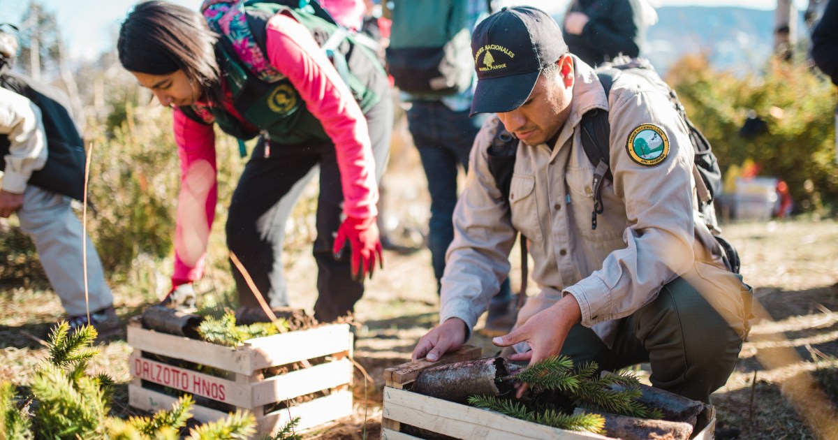 Cómo salvan al bosque del pehuén milenario con una iniciativa que incluye a científicos y pobladores mapuches thumbnail