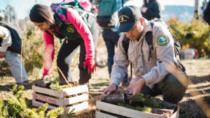 Cómo salvan al bosque del pehuén milenario con una iniciativa que incluye a científicos y pobladores mapuches