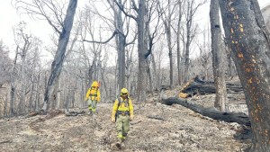 Incendios forestales: Chubut es la provincia patagónica con mayor pérdida de bosques