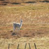 Imagen de «Debo estar viendo mal»: Iban en bici por una ruta de la Patagonia y en una curva los esperaba el guanaco blanco que no olvidarán