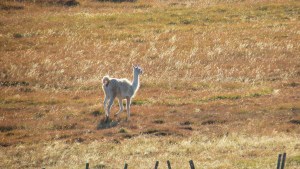 «Debo estar viendo mal»: Iban en bici por una ruta de la Patagonia y en una curva los esperaba el guanaco blanco que no olvidarán