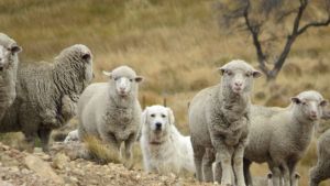 Por la muerte de un cóndor piden el combate ‘amigable’ de zorros y pumas: «hay que reforzar el pastoreo con perros en Río Negro»