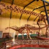 Imagen de Embriones y huevos fosilizados de dinosaurios se podrán ver en el museo de Plaza Huincul