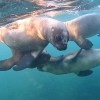 Imagen de Cachorros de mar: hacía snorkeling en Puerto Madryn, llegó la pandilla de lobitos más tierna y el video es genial