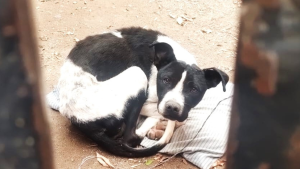 Conmovedor rescate: salvaron a un perro desnutrido y abandonado por su dueño, en Cipolletti