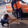 Imagen de Video | Buscaba a su perra perdida y Protección Civil la encontró de casualidad: mirá el reencuentro en Cipolletti