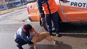 Video | Buscaba a su perra perdida y Protección Civil la encontró de casualidad: mirá el reencuentro en Cipolletti