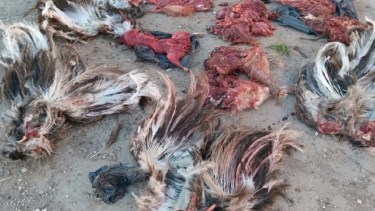 Los cuatro hombres fueron sorprendidos con liebres y ñandúes faenados.  