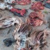 Imagen de En Viedma detuvieron a cuatro personas por cazar especies protegidas y un hombre, por un robo a Vialidad