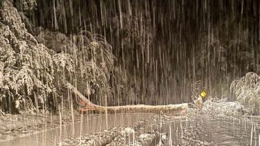 Un árbol cayó en la Ruta nacional 231 esta mañana. Foto: Gentileza. 