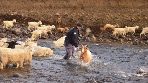 Antes de que llegue la nieve: el operativo solidario para que 250 chivas crucen el río Neuquén