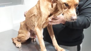 Rescataron a Gino, un perro que sufría maltrato animal en Cipolletti