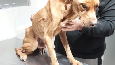 Rescataron a Gino, un pero que sufría maltrato animal en Cipolletti. Foto: gentileza
