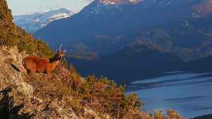 Detectaron un huemul en el parque Los Alerces y esperan más ejemplares en Lanín desde Chile