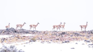 Invierno en Patagonia: la vida silvestre y sus formas ingeniosas de enfrentar el frío