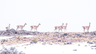 Las duras condiciones invernales y la debilidad de algunos guanacos facilitan la caza. Agencia Ambiental .