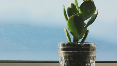 El árbol de jade es un amuleto de buena suerte.-