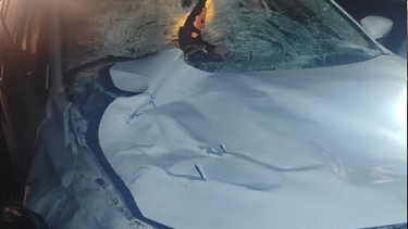 El animal murió producto del fuerte impacto. Foto: gentileza