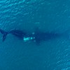 Imagen de Video: La ballena, la cría que seguirá su camino sola y la despedida más emocionante en Puerto Madryn
