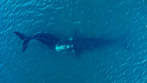 Video: La ballena, la cría que seguirá su camino sola y la despedida más emocionante en Puerto Madryn