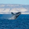 Imagen de Puerto Madryn: le avisaron que había ballenas, corrió a la playa y filmó esta joya de la Patagonia
