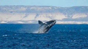 Puerto Madryn: le avisaron que había ballenas, corrió a la playa y filmó esta joya de la Patagonia