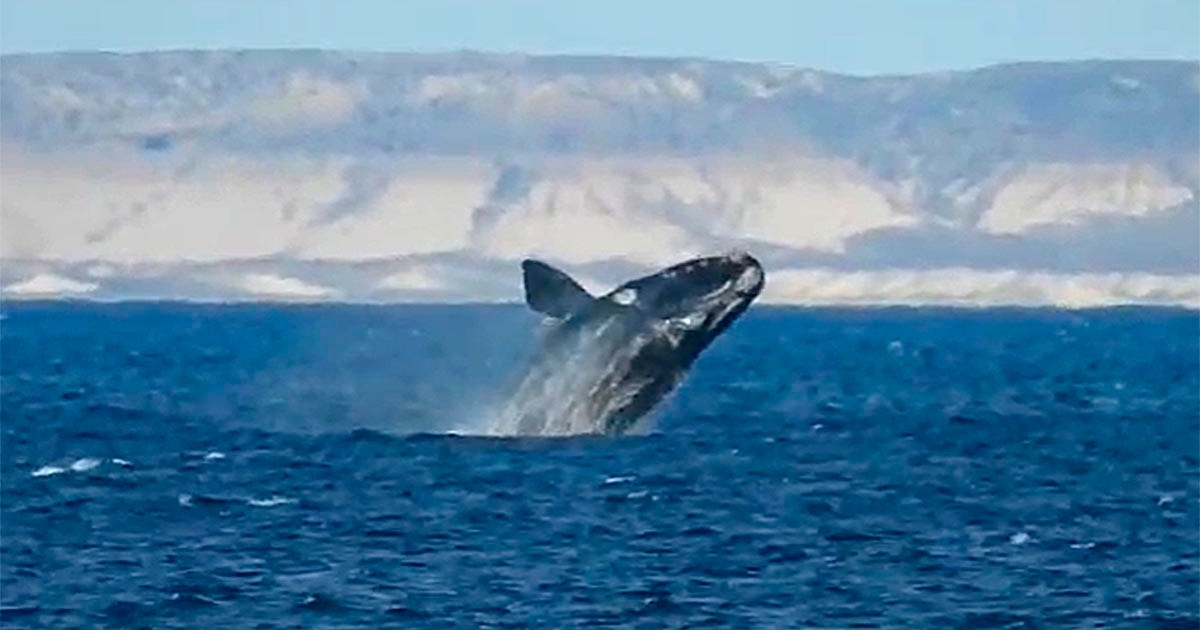 le avisaron que había ballenas, corrió a la playa y filmó esta maravilla de la Patagonia thumbnail