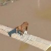 Imagen de Video | Un caballo quedó atrapado en un techo de una ciudad inundada y conmovió a Brasil