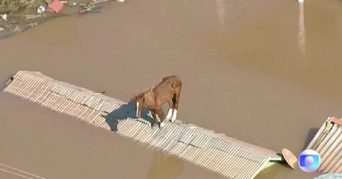 Un caballo quedó atrapado en un techo de una ciudad inundada y conmovió a Brasil thumbnail