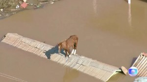 Un caballo quedó atrapado en un techo de una ciudad inundada por el agua en Brasil