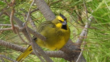 La esperanzadora historia de una pareja de cardenales amarillos