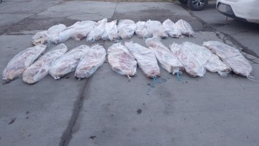 Los 20 costillares eran transportados en un camión. Al llegar a Roca lo descargaron en una camioneta propiedad de un comerciante. foto: gentileza.