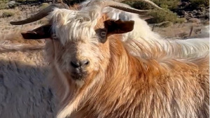 Video | ¡La cabra Messi existe! Y está en el norte de Neuquén: te dice «qué mirá’ bobo»
