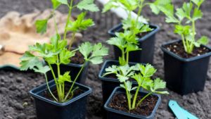 Huerta en casa: que sembrar en junio para tener rápido tu propia producción