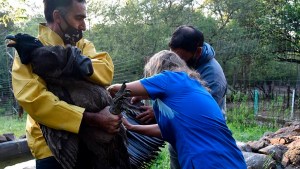 La trágica historia de la familia del cóndor que murió envenenado en Río Negro y la veterinaria que no quiere bajar los brazos