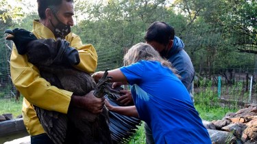 La trágica historia de una familia de cóndores y la veterinaria que no quiere bajar los brazos