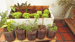 En un patio chico o en el balcón: Cómo hacer tu propia huerta en casa