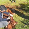 Imagen de Mató una vaca Hereford de 150 kilos en Valle Azul y aceptó tres años de prisión en suspenso
