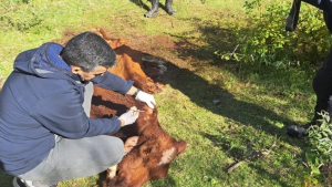 Mató una vaca Hereford de 150 kilos en Valle Azul y aceptó tres años de prisión en suspenso