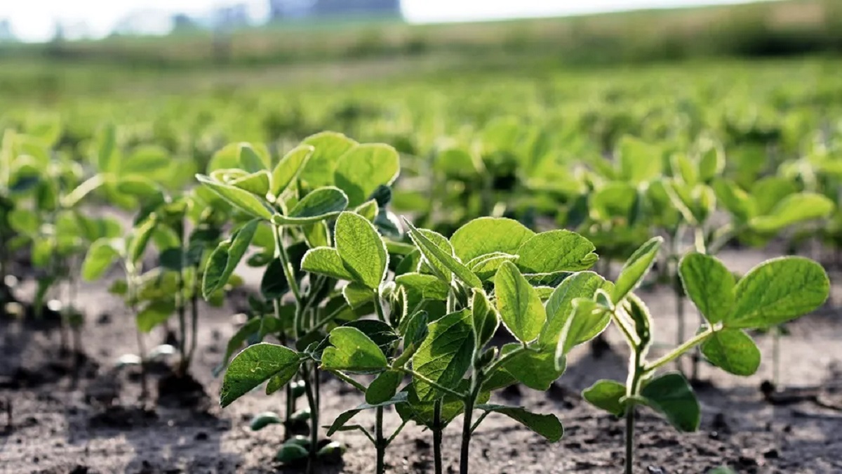 El Gobierno anunció la reducción de los aranceles de importación de fertilizantes y herbicidas. Foto archivo. 
