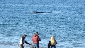 Video: Fue a la playa en Puerto Madryn a ver si llegaron las ballenas, pero no esperaba tanto