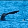 Imagen de Encuentro en Puerto Madryn: la ballena, su amigo el lobito marino, el zorrito curioso y Fotero Patagónico
