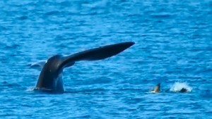 Encuentro en Puerto Madryn: la ballena, su amigo el lobito marino, el zorrito curioso y Fotero Patagónico