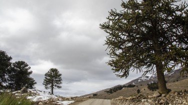 Becarias del Conicet hacen estudios para mejorar la eficiencia de la reforestación de la araucaria. Foto: Parque Nacional Lanín