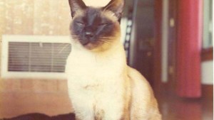 F.D.C Willard, el gato que publicó un paper de física sobre el comportamiento de los átomos